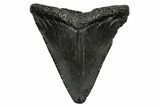 Juvenile Megalodon Tooth - South Carolina #353303-1